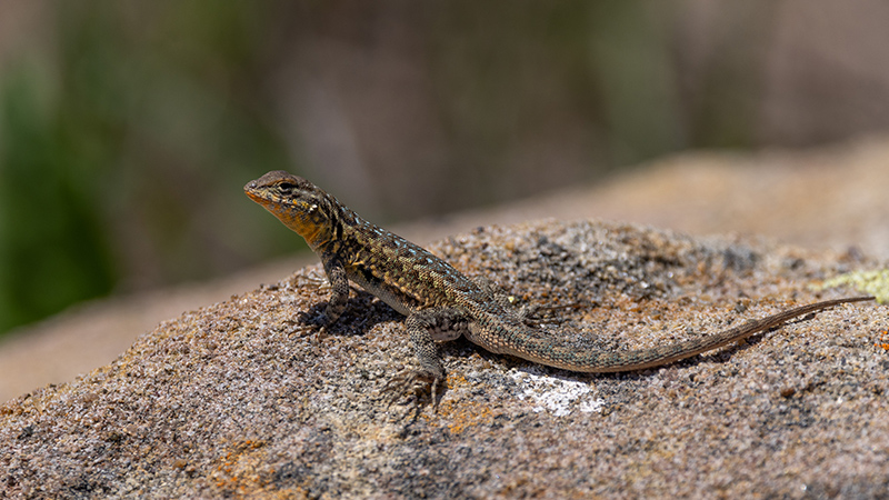 Close up of lizard on a rock